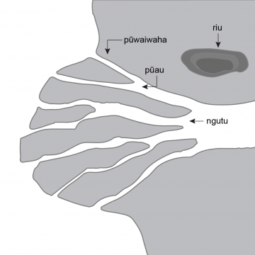 Drawing of a fan-shaped are of coastline bisected by forks of a river. Also pictured is a hollow in the ground.